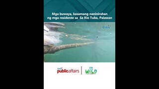 Mga buwaya, kasamang naninirahan ng mga residente sa Sa Rio Tuba, Palawan | Born to Be Wild
