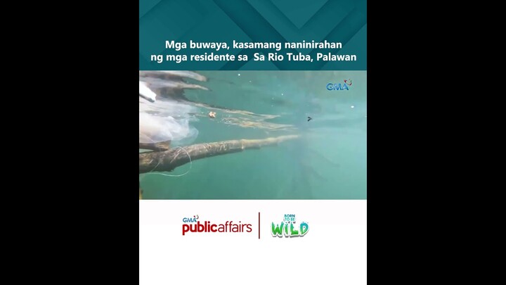 Mga buwaya, kasamang naninirahan ng mga residente sa Sa Rio Tuba, Palawan | Born to Be Wild
