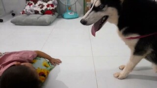 Ngáo canh em bé ngủ và cái kết #ngáohusky #husky #yeuchomeo #cuncung #yeuthucung