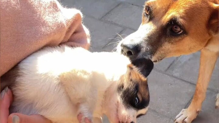 Ibu anjing: Kalau mau main, kenapa nggak lahirin sendiri aja?