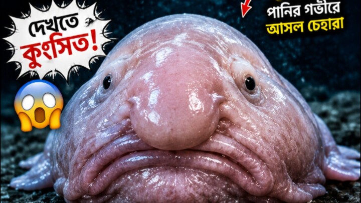 এই মাছ এত অদ্ভুত কেন?#Blobfish #BlobFishFacts #DeepSea #DeepSeaCreatures #OceanMystery