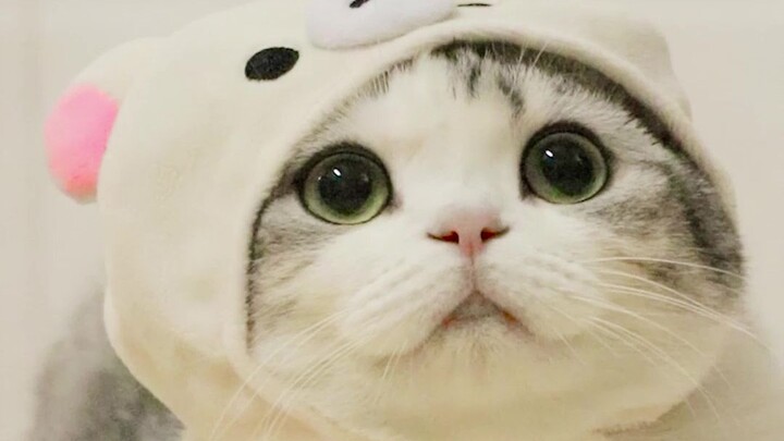 Mèo miền Nam than mùa đông không đủ lạnh? Mẹ ruột đã khiến nhiệt độ giảm đột ngột mà không cần thay 