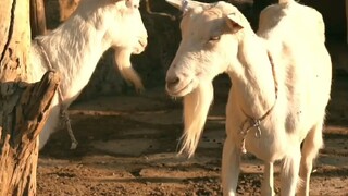 daging kambing, daging terbaik jika d olah Tanpa bumbu