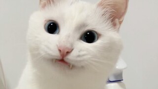 เมื่อแมวเปิดแอร์ได้ แอร์ที่บ้านก็ไม่ใช่ของเราอีกต่อไป...