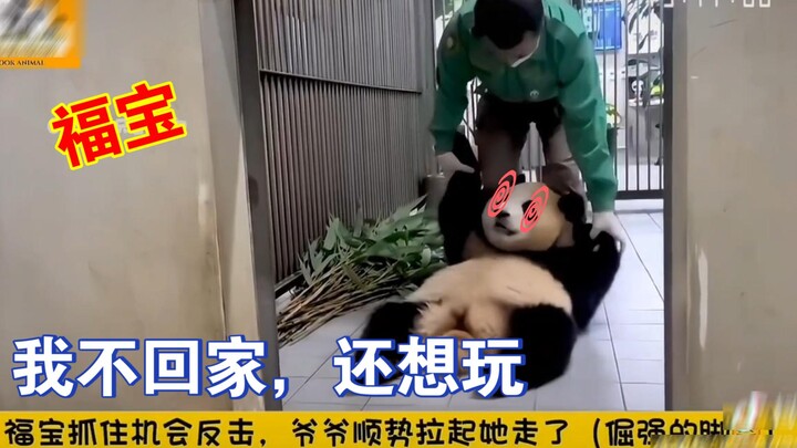 Even Fu Bao gets dragged along sometimes?! So cute—must-watch!! #FuBaoAndGrandpa #PandasInKorea #Cut