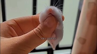 The rats in the north are indeed small-nosed!