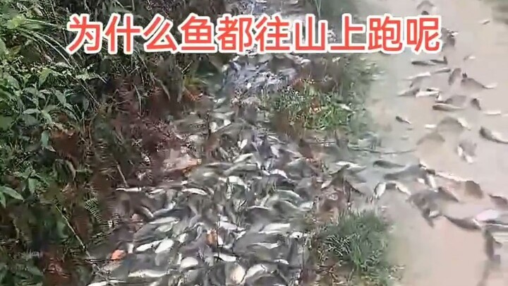 What’s the phenomenon when fish climb onto the shore on their own?