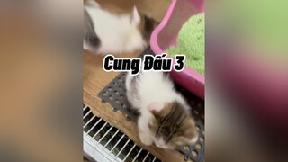 Cung Đấu P3 cho bác nào cần mèo cute