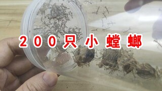200只螳螂聚集在一起！我的小螳螂孵化了！