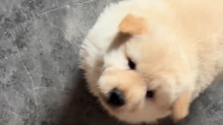 ลูกสุนัขคนเดียวตัวก็อ้วน