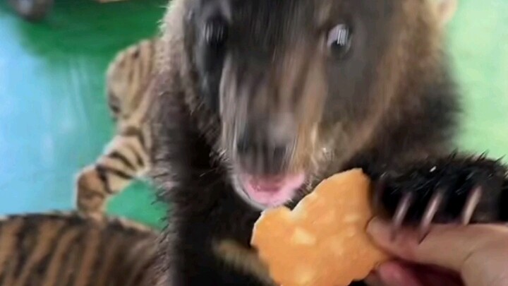 The little bear eats cookies while the little tiger causes trouble; the angry little bear beats up t