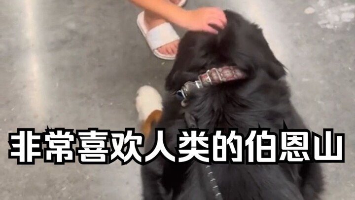 Bruey adalah seekor anjing Bernese Mountain yang sangat menyukai manusia; jika bertemu dengannya, ja