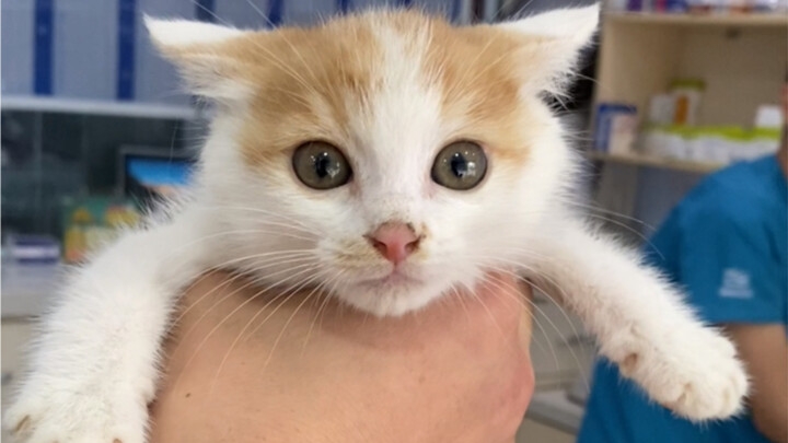 Bốn bé mèo con mất mẹ từ nhỏ, được người tốt nuôi lớn bằng sữa dê, rồi bị tôi “bắt cóc” về nhà – giờ