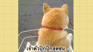 เพื่อนตัวน้อยแสนซน : เจ้าตัวปุ๊กปิ๊กสุดซน