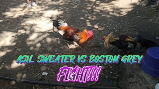 BOSTON GREY VS ASIL SWEATER  SPAR!!            JRP BACKYARD