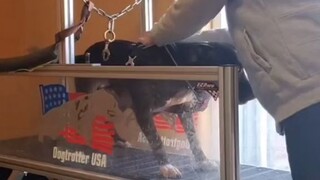 Anjing itu sudah tidak bisa menahan perasaan gembiranya begitu melihat treadmill.