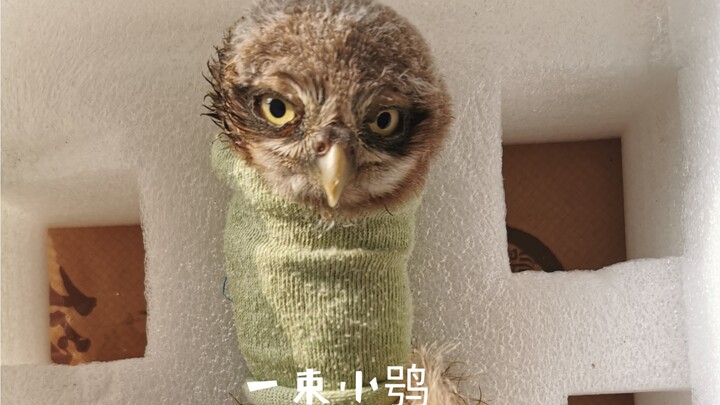 【Burung Hantu Kecil】Perawatan Kaki Sejuta Umat untuk Burung Hantu Patah Kaki?!