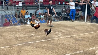 5 STAG @LA GALLERA DE CAGAYAN WDWWL 4th fight