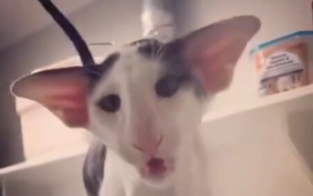 Tiếng kêu thật sự dễ thương của mèo Teddy nguệch ngoạc