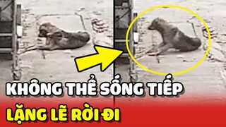 Chú chó già 7 tuổi BỎ NHÀ ĐI vì biết mình KHÔNG THỂ SỐNG TIẾP 😔 | Yêu Lu