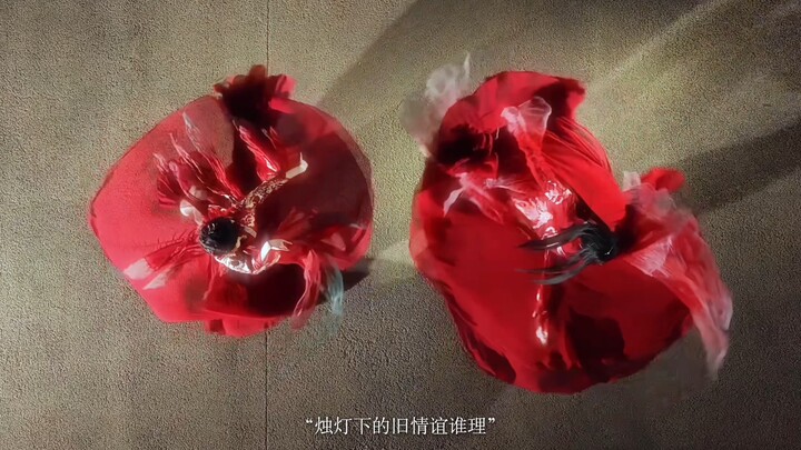 Sự luân chuyển bốn mùa trong năm, bóng hoa rực rỡ dưới hàng rào tre