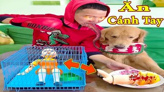 Thú Cưng TV | Tứ Mao Đại Náo #38 | Chó Golden Gâu Đần thông minh | Pets cute | 재미있는 개 面白い犬 有趣的狗