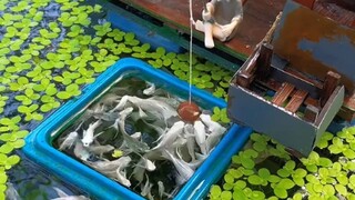 Cuộc sống nơi đồng quê