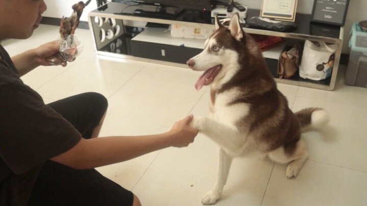 Husky: That’s unfair! Why do I have to perform a talent show just to get a bone?