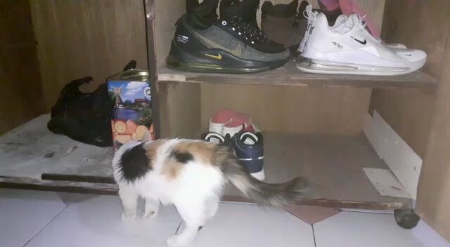 Mencari tikus yg tiba tiba hilang