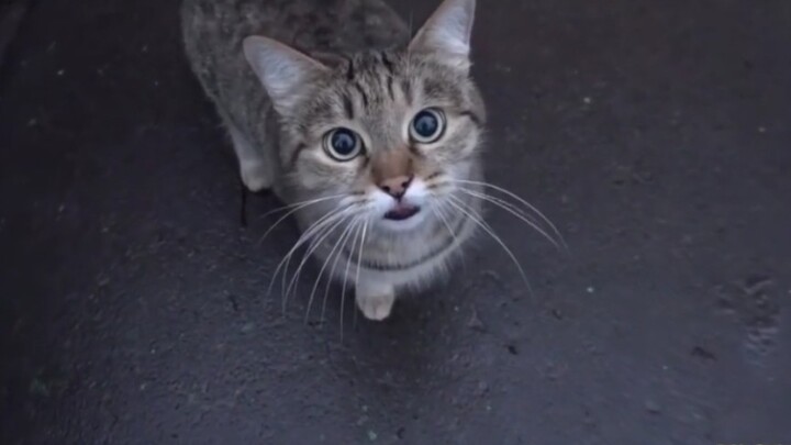 How Could the Stray Cats Be So Cute?