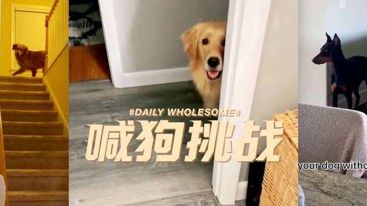 A challenge to call out your dog without saying its name