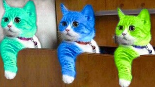 Funniest Cat Videos on the Planet #18 - Best Funny Animal Videos 2022 | Life Funny Pets