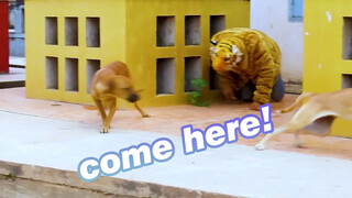 [Humor]Manusia Menyamar Sebagai Harimau Untuk Menakuti Anjing