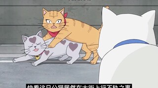 Lihat apa yang dilakukan kucing ini. Dia terang-terangan melakukan sesuatu yang buruk di jalan!