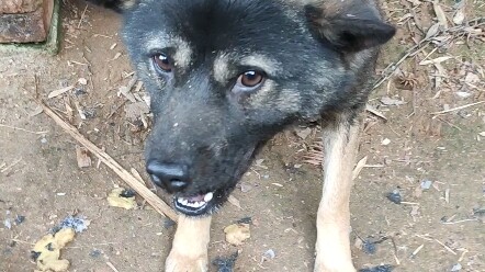 Anjing yang terkejut oleh petasan, ayo cepat biar aku mengelusnya