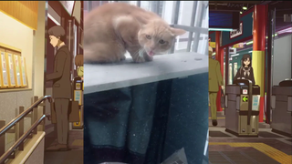 แมวตลก#555#46