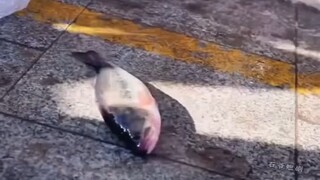 ANG ISDA NA SOBRANG MAHAL ANG HALAGA..