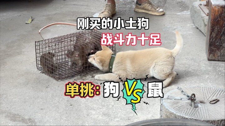 A little mutt takes on 6 big rats single-handed—right as the fight kicks off, the guy shouts: “No wa