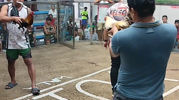 team Hybreed talisay gold winner