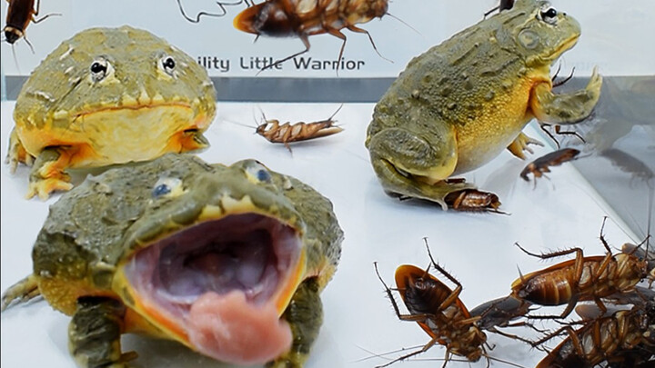 3 best cockroach killers