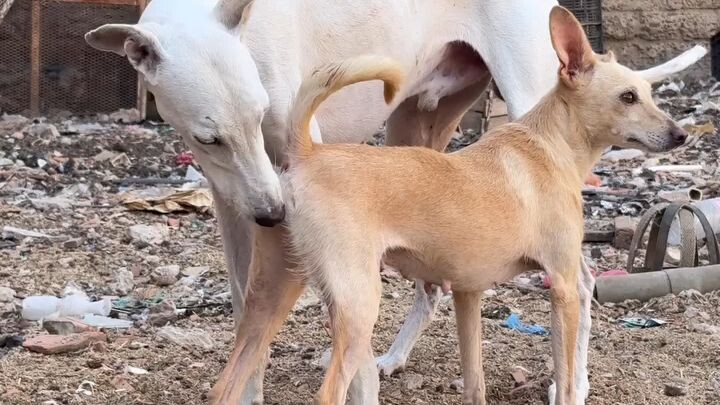 : 🔥 The Hardest Challenges Create the Strongest People #foryou #foryoupage #doglover  #dog
