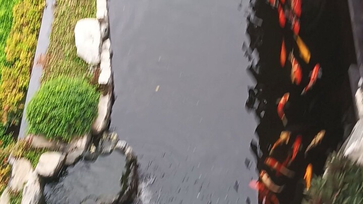 nhìn cá bơi cũng thấy vui