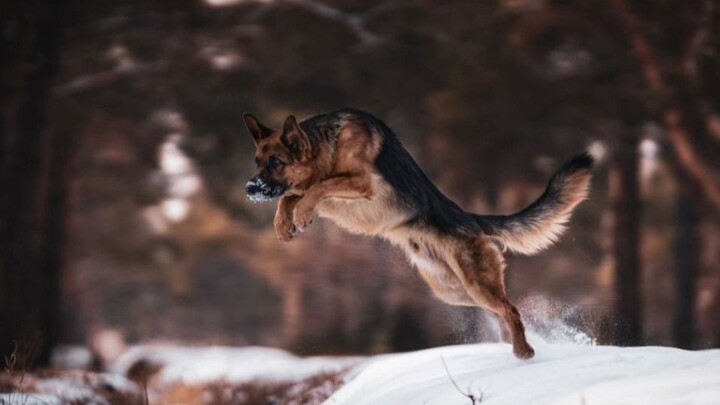 [German Shepherd] Could this be a tough guy acting cute?