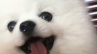 Anak anjing Pomeranian yang manja dan menggemaskan