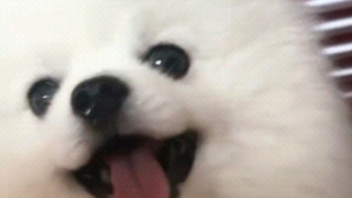 Anak anjing Pomeranian yang manja dan menggemaskan