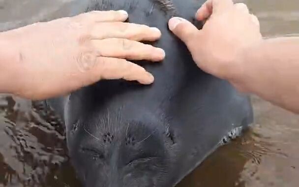哦 它 让 人 馍 ！它 让 人 馍 欸