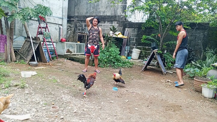 GREY X YLH FULL BROTHER 1ST SPARRING