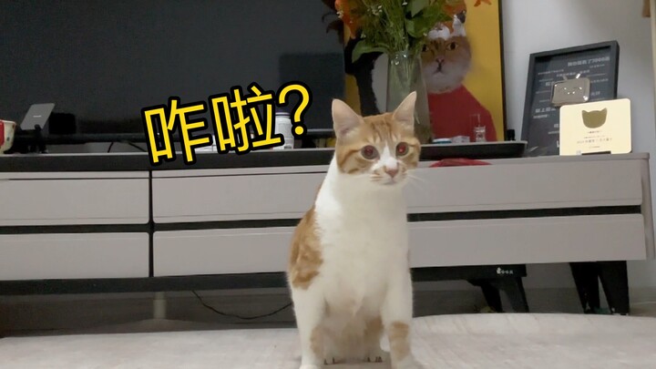 Testing whether a kitten chooses dad or mom