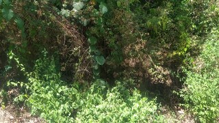 Toyota Vios 2021 1.3 XE CVT 1