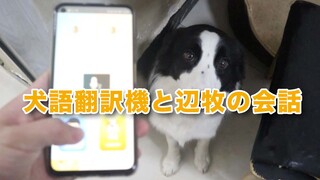 Talk To Border Collie With Dog Language Translator, And It Works!